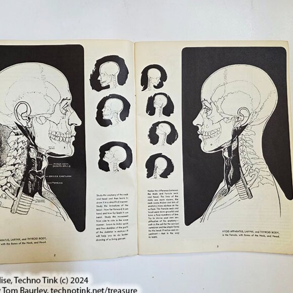 Anatomy by Walter T Foster: Anatomy for Teachers and Students - Picture 3 of 10